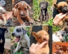 Içara promove Sábado Animal com 50 cães e gatos para adoção
