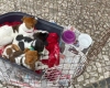 Sábado Animal com 30 cães e gatos para adoção em Içara    