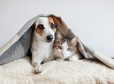 Com frio chegando, um alerta para o cuidado com os pets
