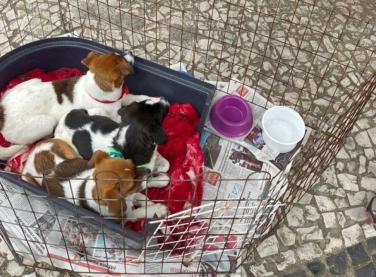 Sábado Animal com 30 cães e gatos para adoção em Içara    