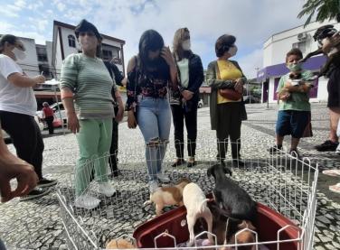 Sábado com feira de adoção animal em Içara